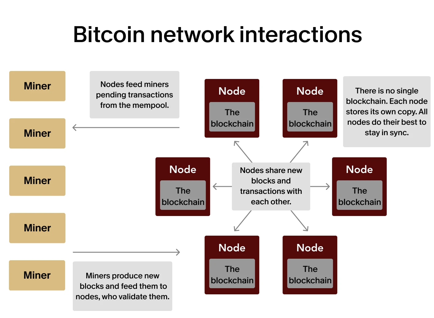 Bitcoin nodes and miners work together to maintain and build the blockchain.